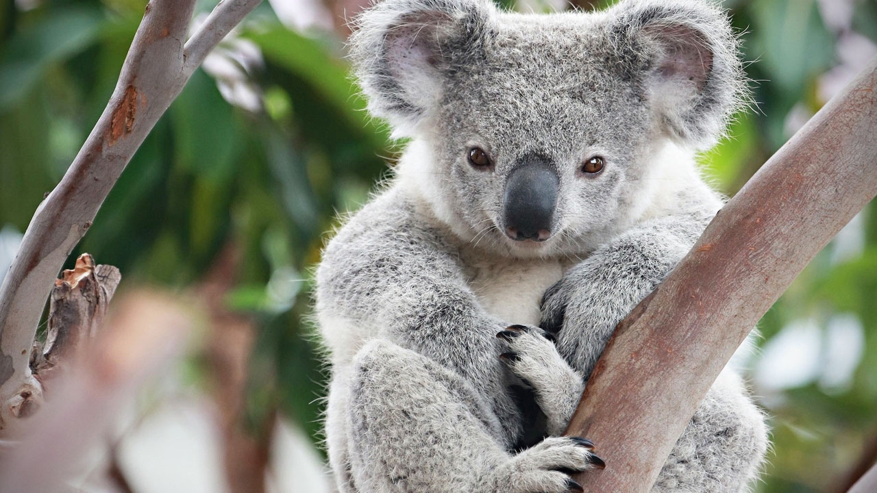 What Humans Bees And Koala Bears Have In Common Is Due To Climate 