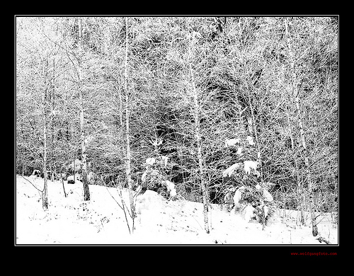 Birch in Winter photo
