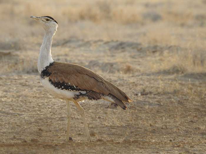 An Indian Icon: The Great Indian Bustard – Countercurrents