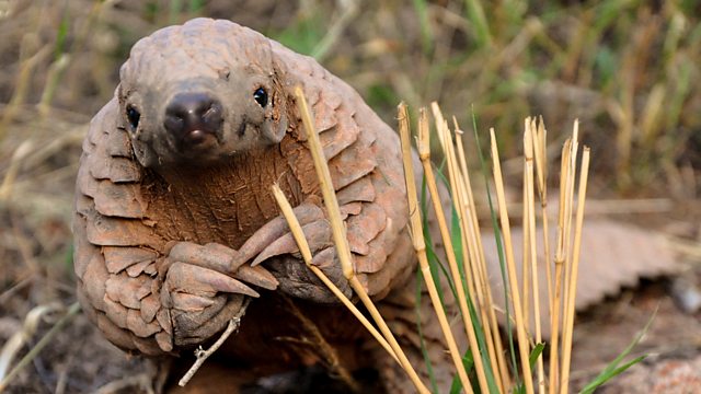 wild republic pangolin