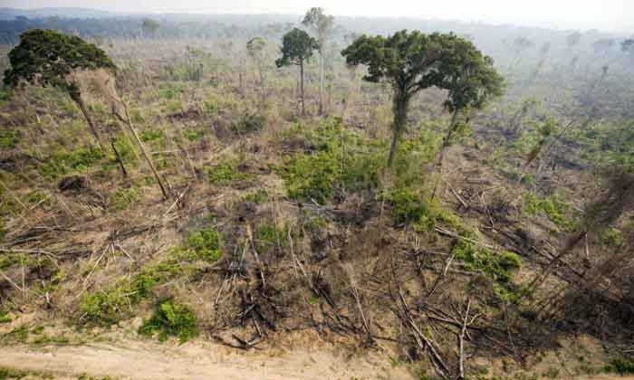 Amazon Rainforest Hit By Killer Droughts | Countercurrents